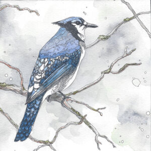 Rhapsody in Blue Jay, for web