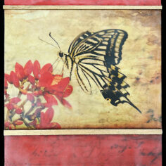 Swallowtail Butterfly with Red_