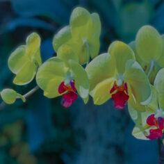 Syncronicity in the Greenhouse